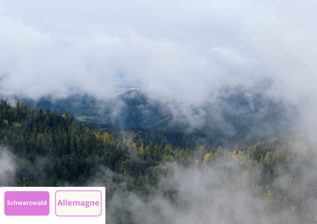 ~ Une forêt pas si noire…